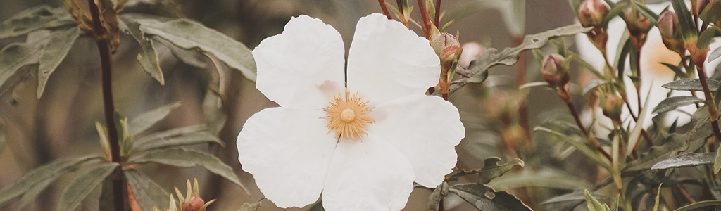 Cistus Ladanifer Jara Pringosa