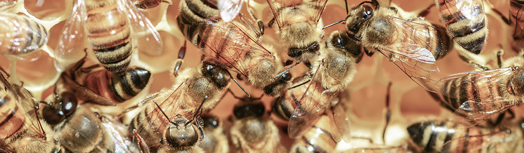como hacen las abejas la miel