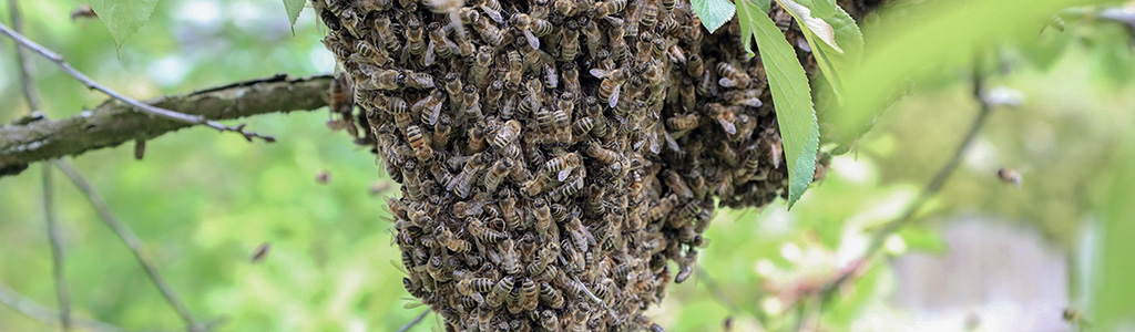 enjambre de abejas