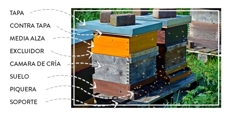 partes de la colmena