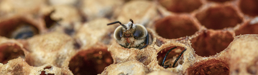 zangano abeja