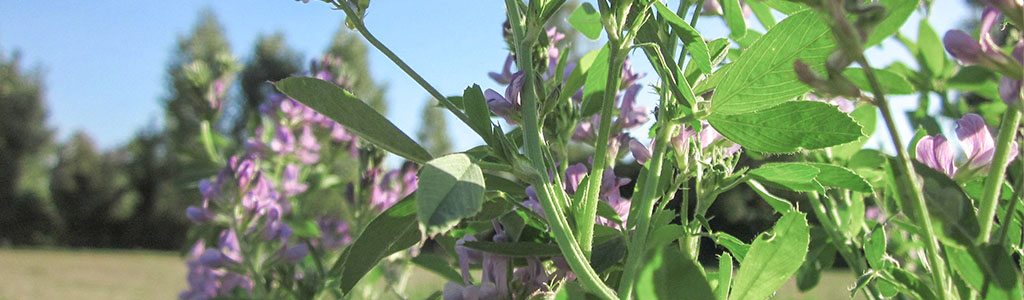 alfalfa