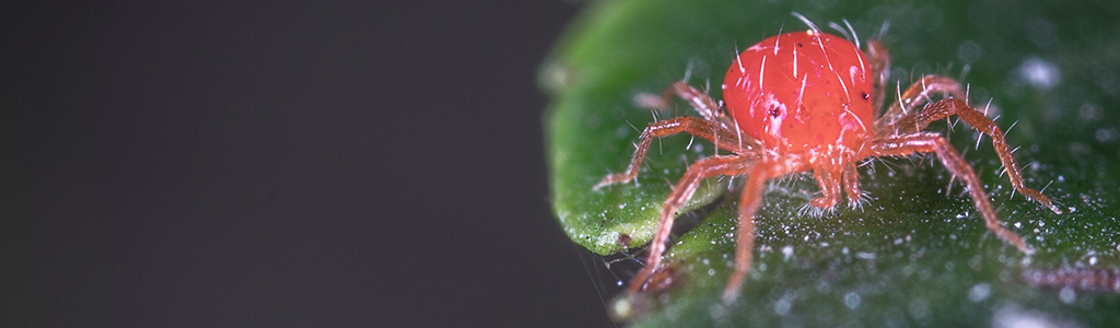 araña roja