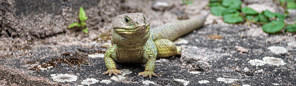 lagarto ocelado