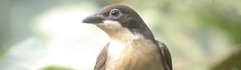 pajaro guia de la miel