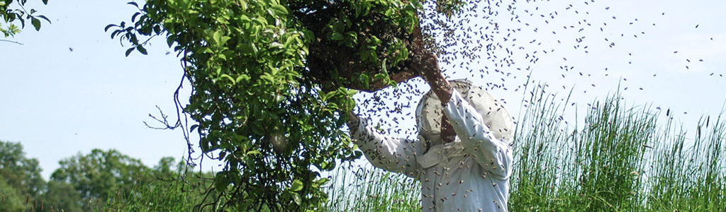 perseguir abejas por fundo ajeno