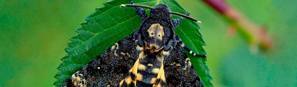 acherontia atropo mariposa calavera