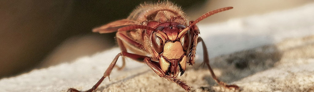 avispon europeo vespa crabro