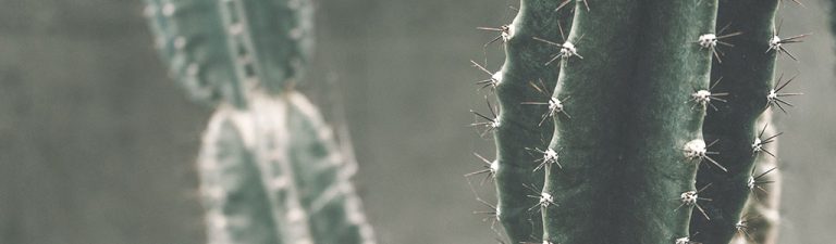 cactus diferencia euphorbia