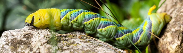 gusano acherontia atropo gusano mariposa calavera