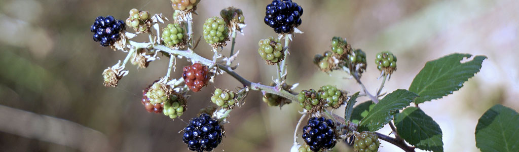 rubus ulmifolius zarzamora