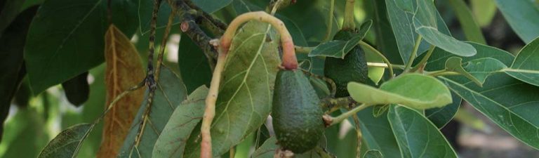 arbol de aguacate