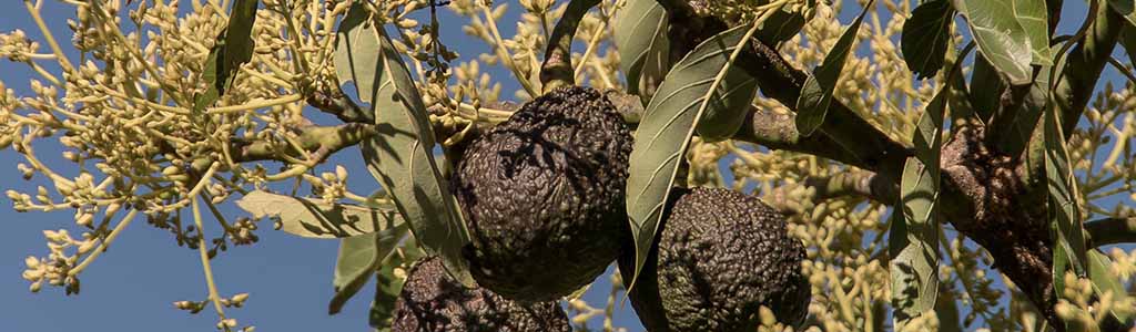 flor arbol de aguacate