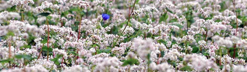 flor trigo sarraceno