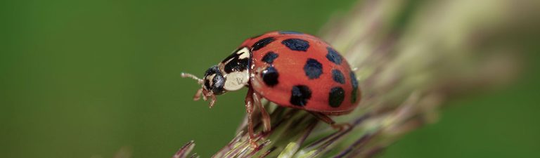 mariquita Cochinilla algodonosa o Cotonet