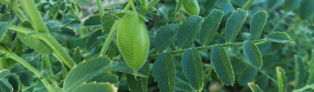 planta del garbanzo