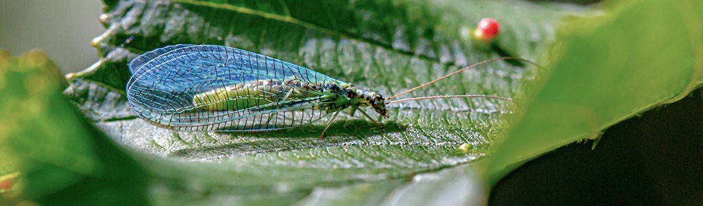 crisopa chrysoperla carnea