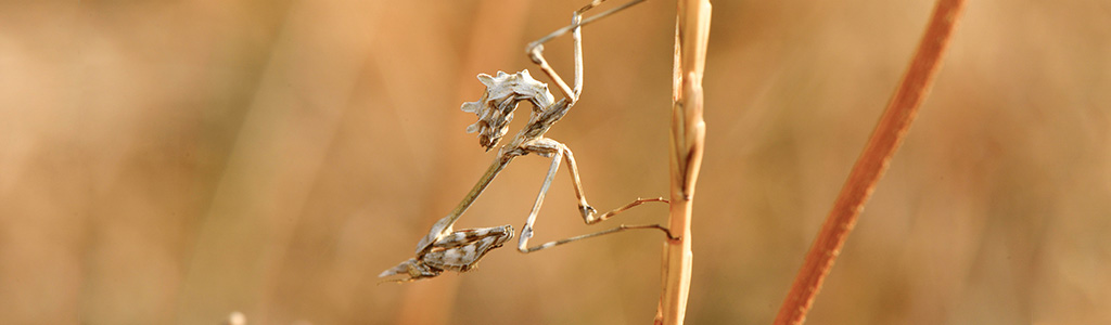 empusa pennata manis palo