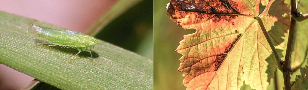 mosquito verde empoasca vitis