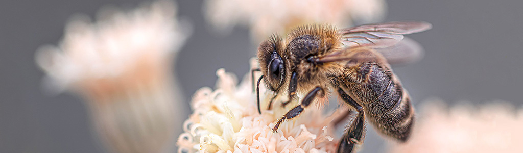 abeja negra canaria