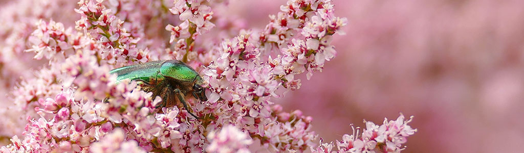 cetonia aurata escarabajo verde