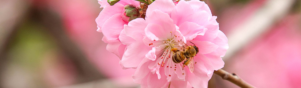 flor melocotonero prunus persica