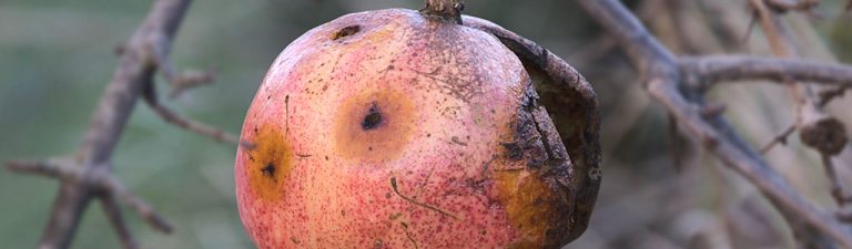 fruta podrida mosca de la fruta ceratitis capitata