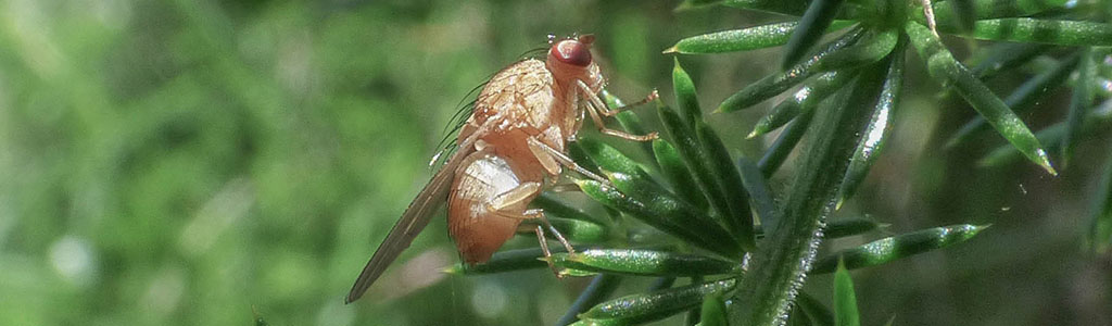 mosca de la fruta ceratitis capitata