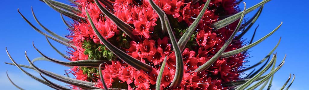 Tajinaste rojo del Teide Echium wildpretii