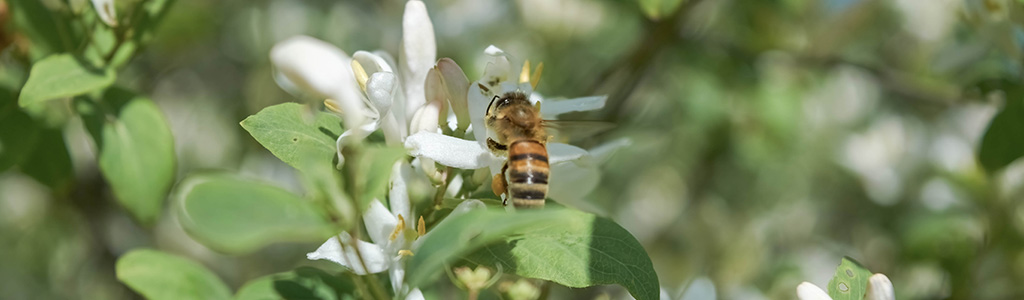 frangula alnus arraclan flor