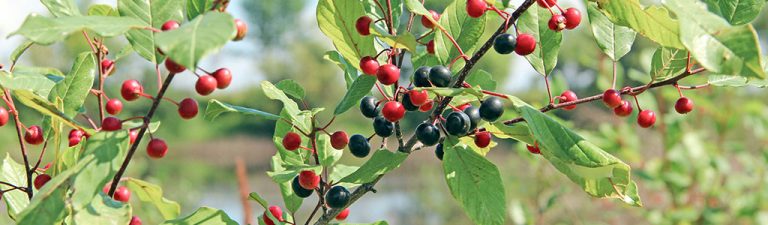 frangula alnus arraclan fruto