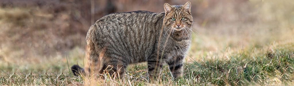 gato montes felis silvestris