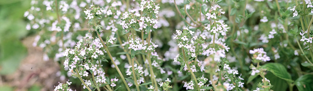 tomillo salsero thymus zygis