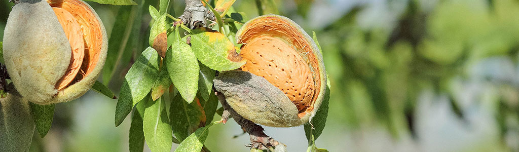 almendra marcona