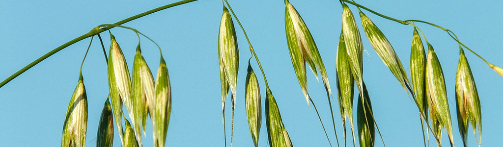 avena loca o avena fatua