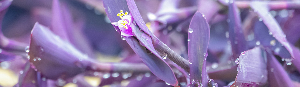 tradescantia o amor de hombre