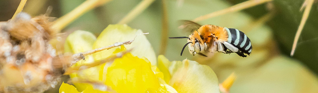 Abeja azul de Australia o Amegilla cingulata