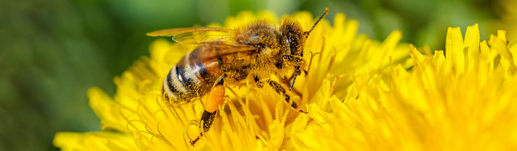 abeja con polen