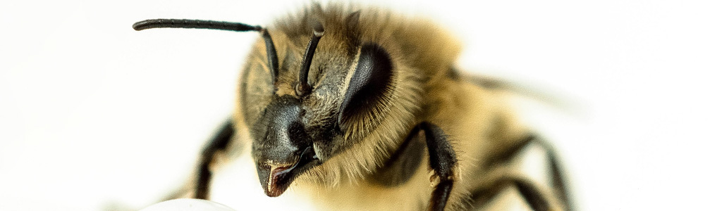 ojos abeja