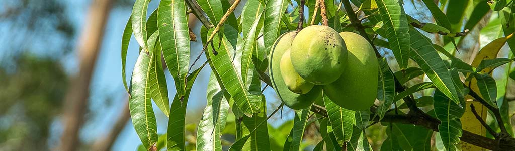 arbol mango mangifera