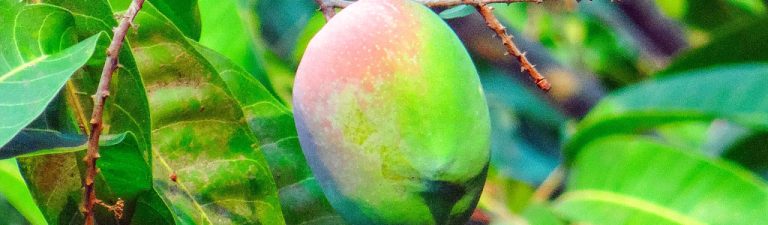 mango mangifera