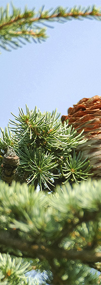 Cedrus libani