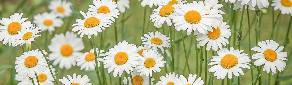 Bellis perennis la margarita de los prados