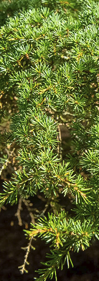 Cedrus-Brevifolia