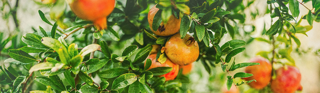 El árbol del granado o Púnica Granatum