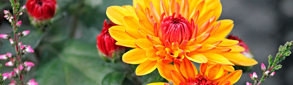 El crisantemo o Chrysanthemum