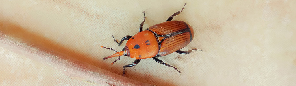 El picudo rojo de las palmeras