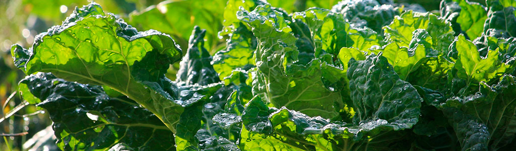 La berza o Brassica oleracea