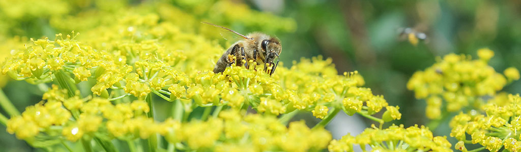 ferula communis o cañaheja