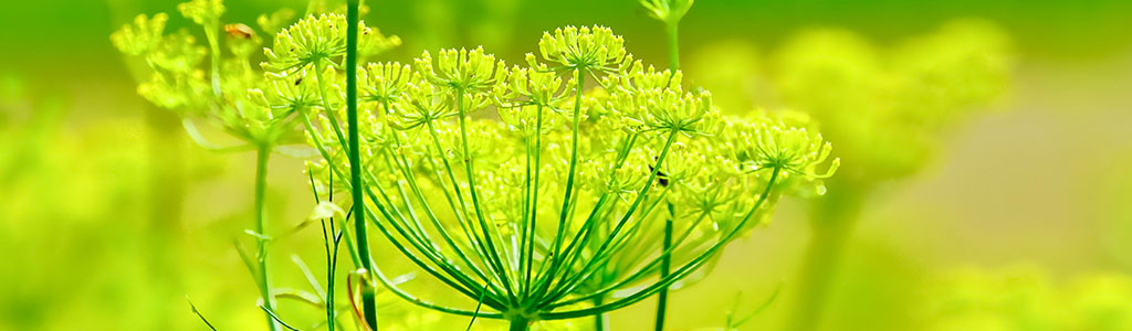 flor foeniculum vulgare hinojo